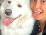 Samoyed Yavrularım Sağlık Ve Irk Garantilidir