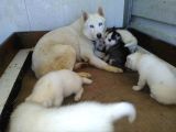 Sibirya Husky Yavrulari Mama Ve Malzeme Kampanya