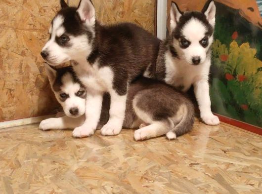 Sibirya Husky Yavrulari Mama Ve Malzeme Kampanya görsel
