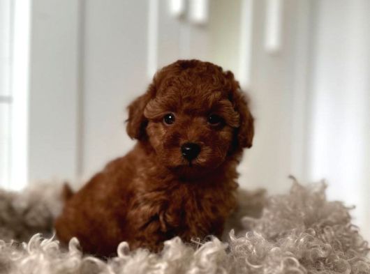 Red Brown Toy Poodle Yavruları İstanbul
