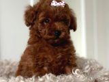 Red Brown Toy Poodle Yavruları İstanbul