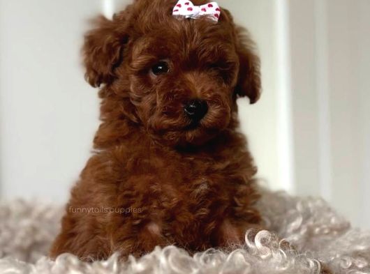 Tea Cup Red Brown Toy Poodle Yavrulari İstanbul görsel