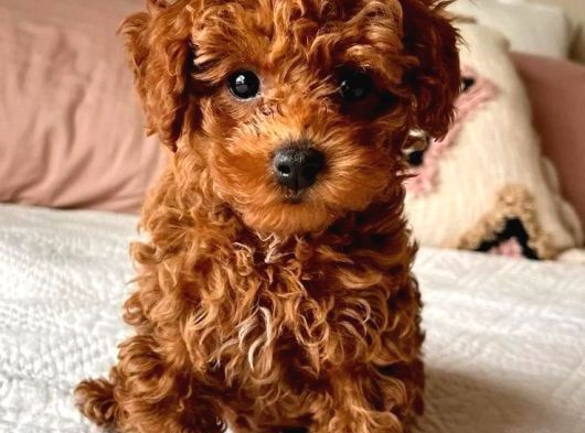 Tea Cup Red Brown Toy Poodle Yavrulari İstanbul