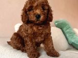 İnanilmaz Güzelli̇kte Gerçek Toy Poodle Yavrular