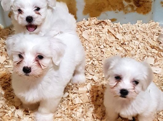 Cok Uygun Rakamlara Gerçek Maltese Yavrular görsel