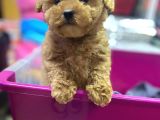 İnanilmaz Güzelli̇kte Gerçek Toy Poodle Yavrular