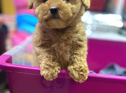 İnanilmaz Güzelli̇kte Gerçek Toy Poodle Yavrular görsel