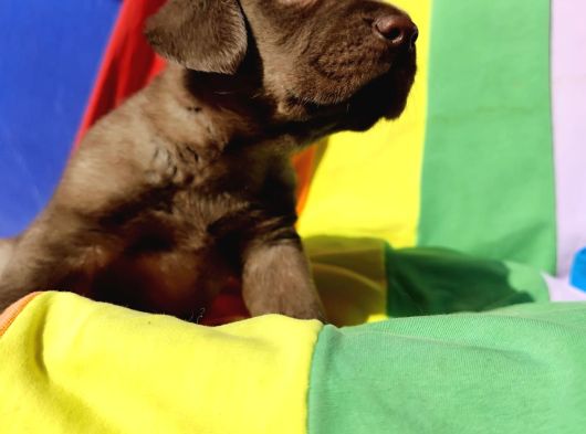 A Kali̇te Kahve Ve Si̇yah Labrador Yavrular görsel