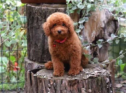 İnanilmaz Güzelli̇kte Gerçek Toy Poodle Yavrular görsel
