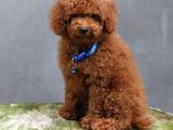 İnanilmaz Güzelli̇kte Gerçek Toy Poodle Yavrular