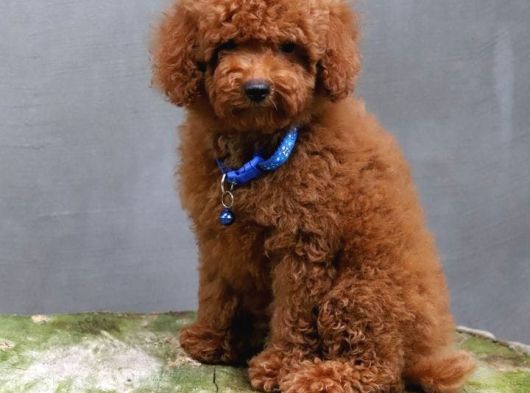 İnanilmaz Güzelli̇kte Gerçek Toy Poodle Yavrular görsel