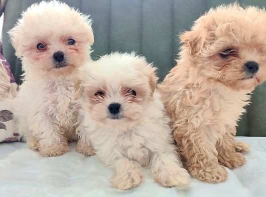 Gerçek Morki̇e Yavrular İstanbul Köpek Çi̇ftli̇ği̇nde görsel