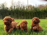 Tea Cup Red Brown Toy Poodle Yavrulari İstanbul