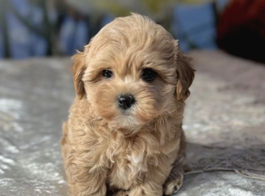 Baby Face Yüzlü Malti̇poo Yavrular