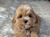 Baby Face Yüzlü Malti̇poo Yavrular