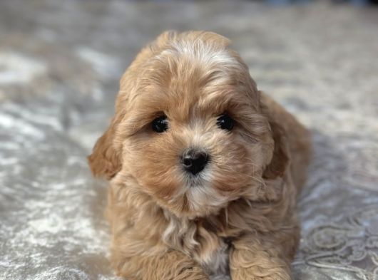 Baby Face Yüzlü Malti̇poo Yavrular görsel