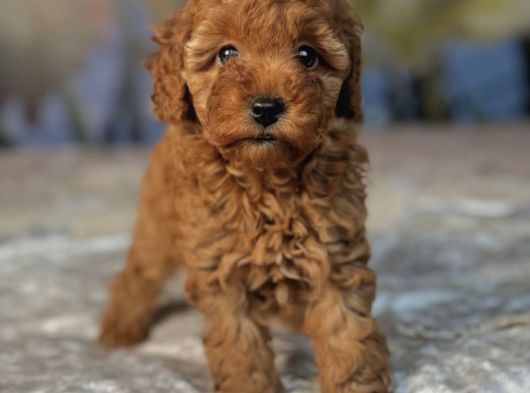 Toy Poodle Bebeği̇mi̇z Luna