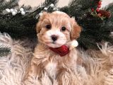Maskeli̇ Malti̇poo Bebekleri̇mi̇z