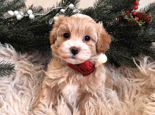 Maskeli̇ Malti̇poo Bebekleri̇mi̇z görsel