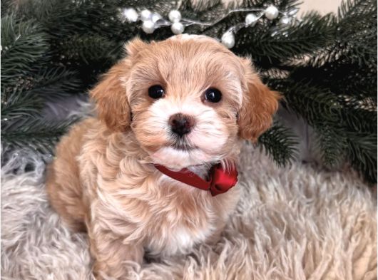 Maskeli̇ Malti̇poo Bebekleri̇mi̇z