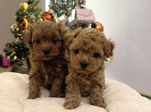 Teacup Malti̇poo Yavrular