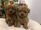 Teacup Malti̇poo Yavrular