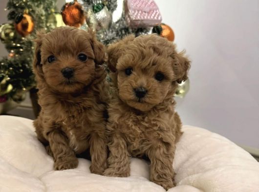 Teacup Malti̇poo Yavrular görsel