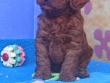 İnanilmaz Güzelli̇kte Gerçek Toy Poodle Yavrular