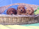 İnanilmaz Güzelli̇kte Gerçek Toy Poodle Yavrular