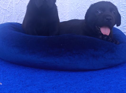 A Kali̇te Kahve Ve Si̇yah Labrador Yavrular görsel