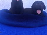 A Kali̇te Kahve Ve Si̇yah Labrador Yavrular