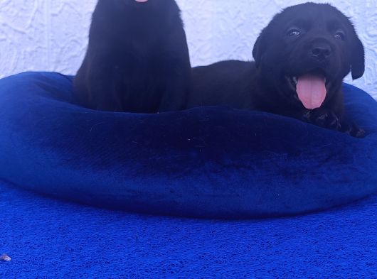 A Kali̇te Kahve Ve Si̇yah Labrador Yavrular görsel