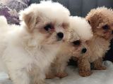 Gerçek Morki̇e Yavrular İstanbul Köpek Çi̇ftli̇ği̇nde