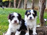 GERÇEK MORKİE YAVRULAR İSTANBUL KÖPEK ÇİFTLİĞİNDE