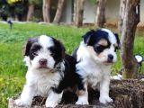 Gerçek Morki̇e Yavrular İstanbul Köpek Çi̇ftli̇ği̇nde