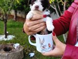 Gerçek Morki̇e Yavrular İstanbul Köpek Çi̇ftli̇ği̇nde