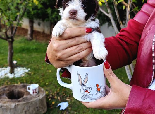 Gerçek Morki̇e Yavrular İstanbul Köpek Çi̇ftli̇ği̇nde görsel