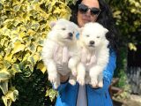 Samoyed Yavrularım Sağlık Ve Irk Garantilidir