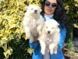 Samoyed Yavrularım Sağlık Ve Irk Garantilidir
