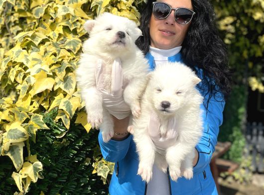 Samoyed Yavrularım Sağlık Ve Irk Garantilidir görsel