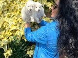 Samoyed Yavrularım Sağlık Ve Irk Garantilidir