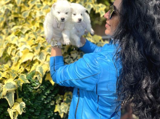 Samoyed Yavrularım Sağlık Ve Irk Garantilidir görsel