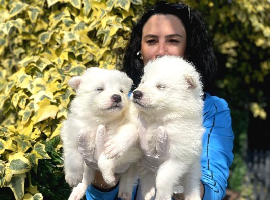 Samoyed Yavrularım Sağlık Ve Irk Garantilidir