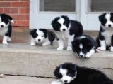 Irk Ve Sağlık Garantili Bordor Collie Bebeklerimiz Hazır
