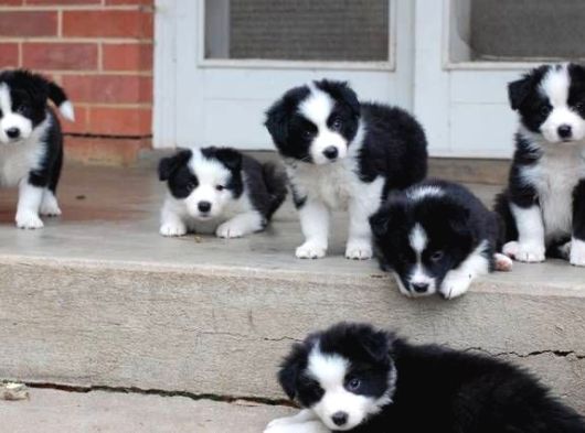Irk Ve Sağlık Garantili Bordor Collie Bebeklerimiz Hazır görsel