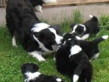 Irk Ve Sağlık Garantili Bordor Collie Bebeklerimiz Hazır