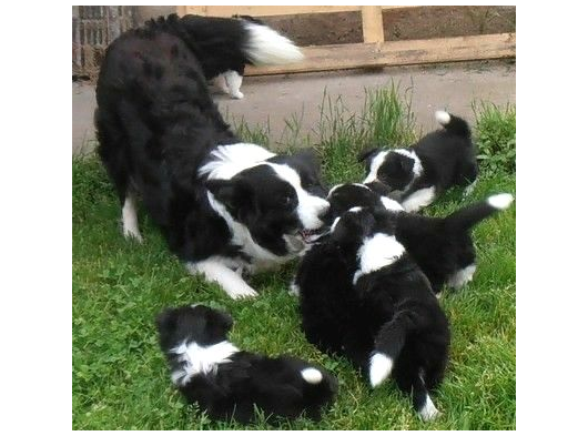 Irk Ve Sağlık Garantili Bordor Collie Bebeklerimiz Hazır görsel
