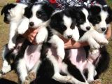 Irk Ve Sağlık Garantili Bordor Collie Bebeklerimiz Hazır
