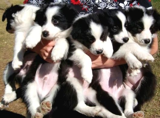 Irk Ve Sağlık Garantili Bordor Collie Bebeklerimiz Hazır görsel
