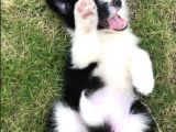 Irk Ve Sağlık Garantili Bordor Collie Bebeklerimiz Hazır